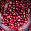 Kisansa Specialty Coffee Beans