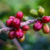 Kisansa Specialty Coffee Beans