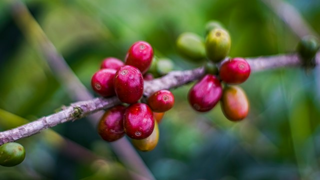 Kisansa Specialty Coffee Beans