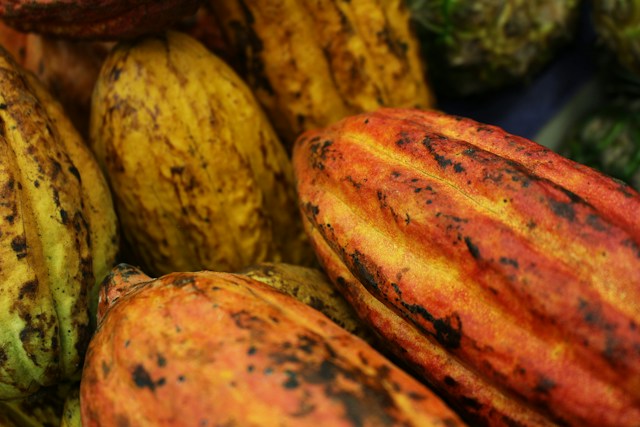 Organic Cocoa Beans