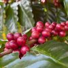 Kisansa Specialty Coffee Beans