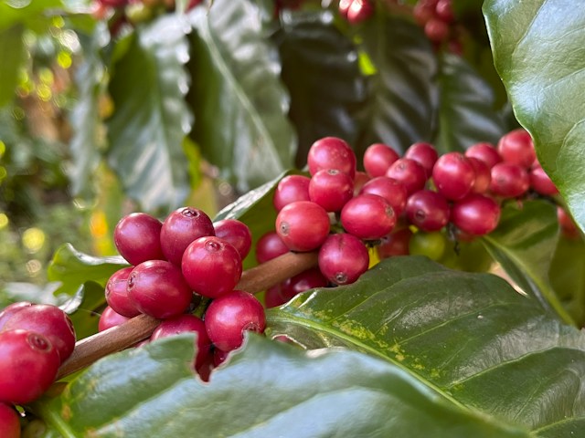 Kisansa Specialty Coffee Beans