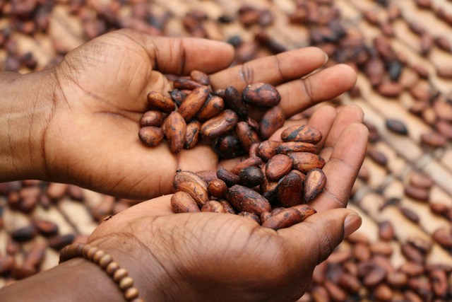 Organic Cocoa Beans