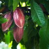 Organic Cocoa Beans