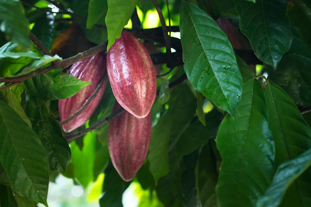 Organic Cocoa Beans